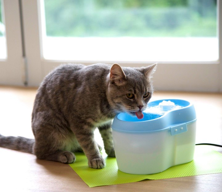 4 Ways to Stop Your Cat From Drinking From The Toilet (And Other Problematic Water Sources)