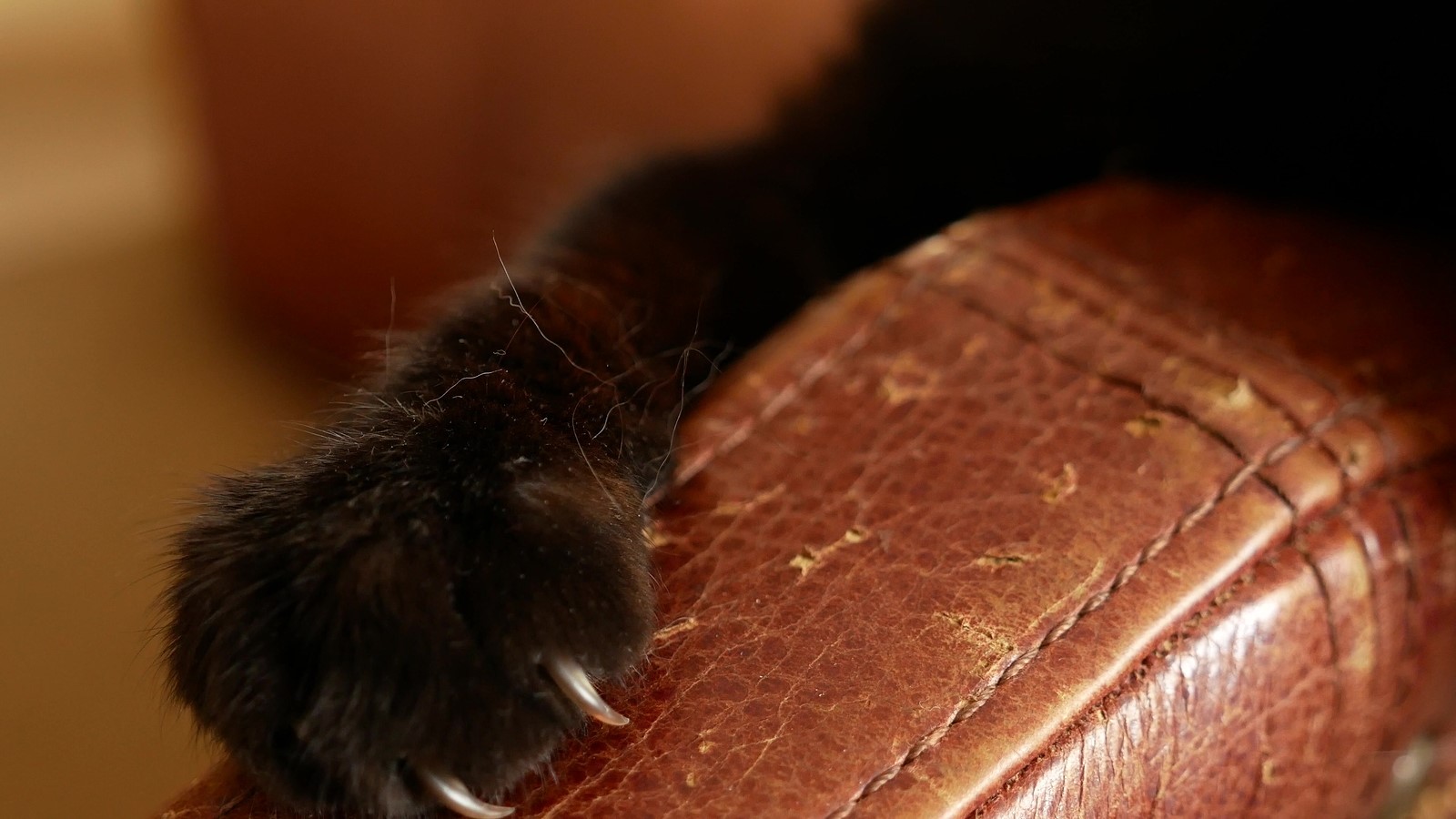 5 Most Common Cat Behavioural Problems & How to Solve Them
