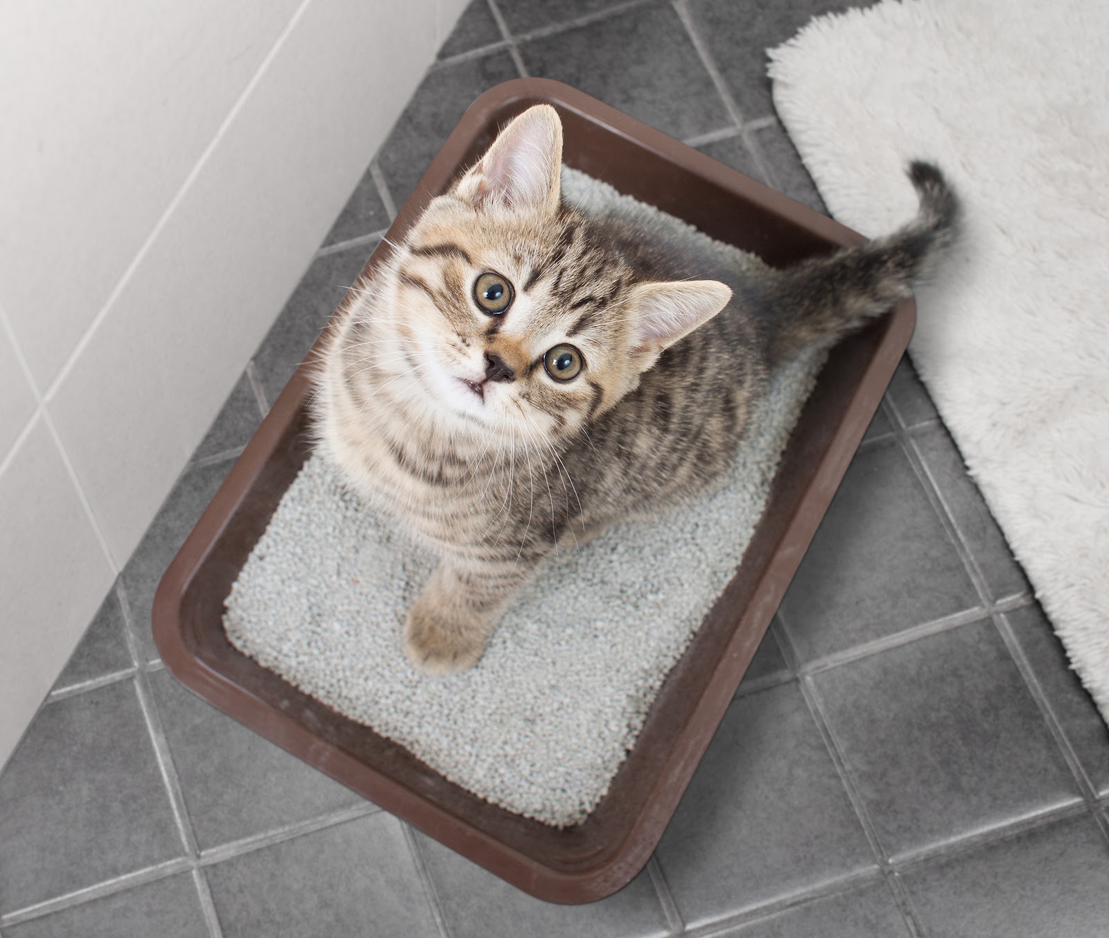 5 Tips on How to Litter Train Your Cat