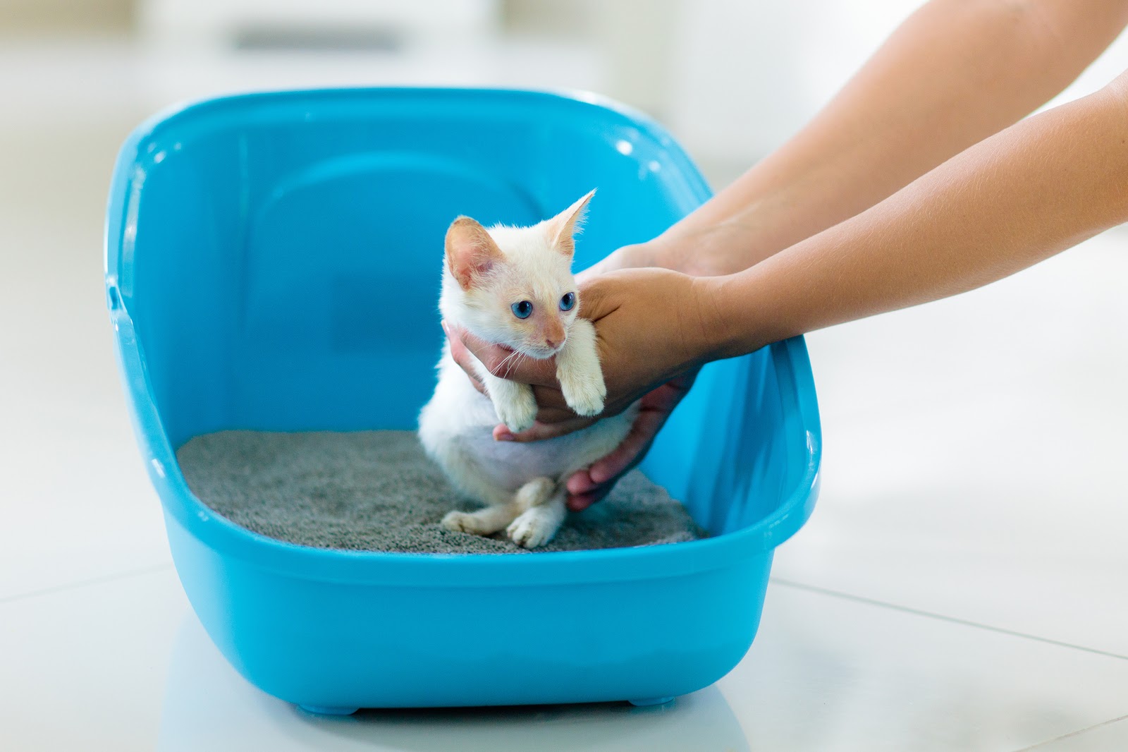 5 Tips on How to Litter Train Your Cat