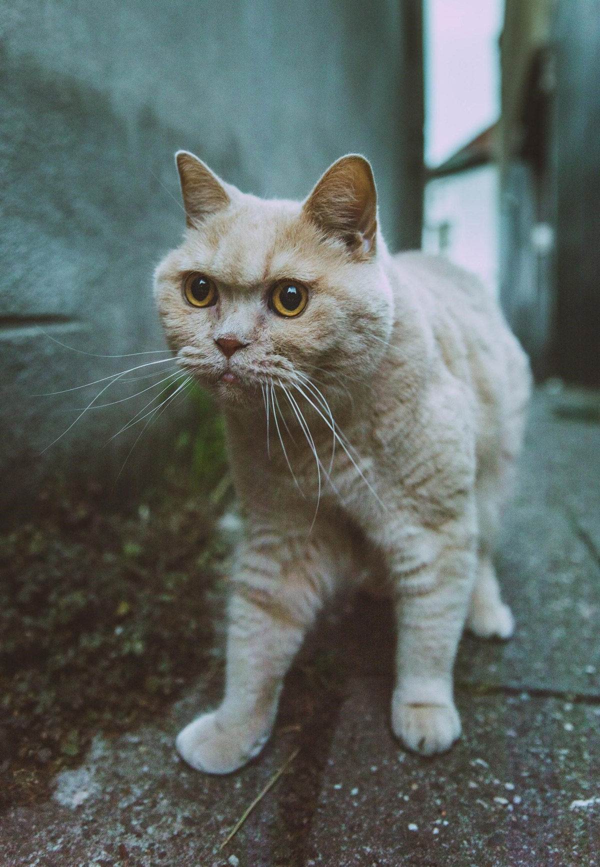 7 Reasons Why Your Cat Keeps Meowing At You Cole Marmalade