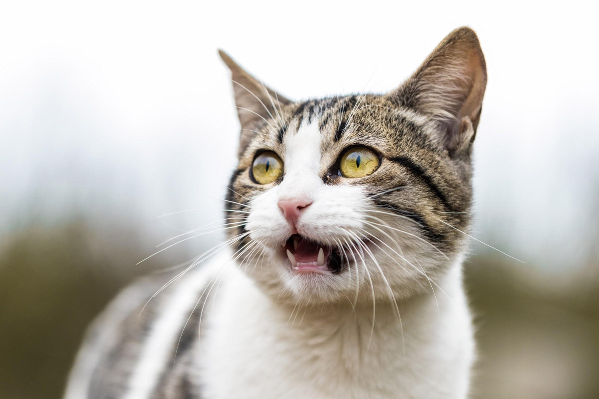 Cat Meows: What is Your Feline Friend Trying to Tell You?