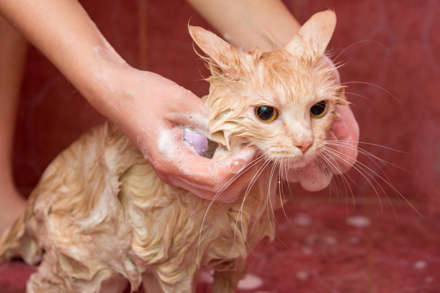 Cats & Baths Do They Need Them & Other Advice