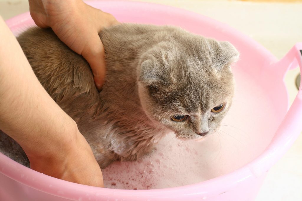 Cats & Baths Do They Need Them & Other Advice