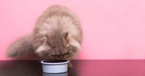 Dry Or Wet Cat Food: Which Is The Better Option?