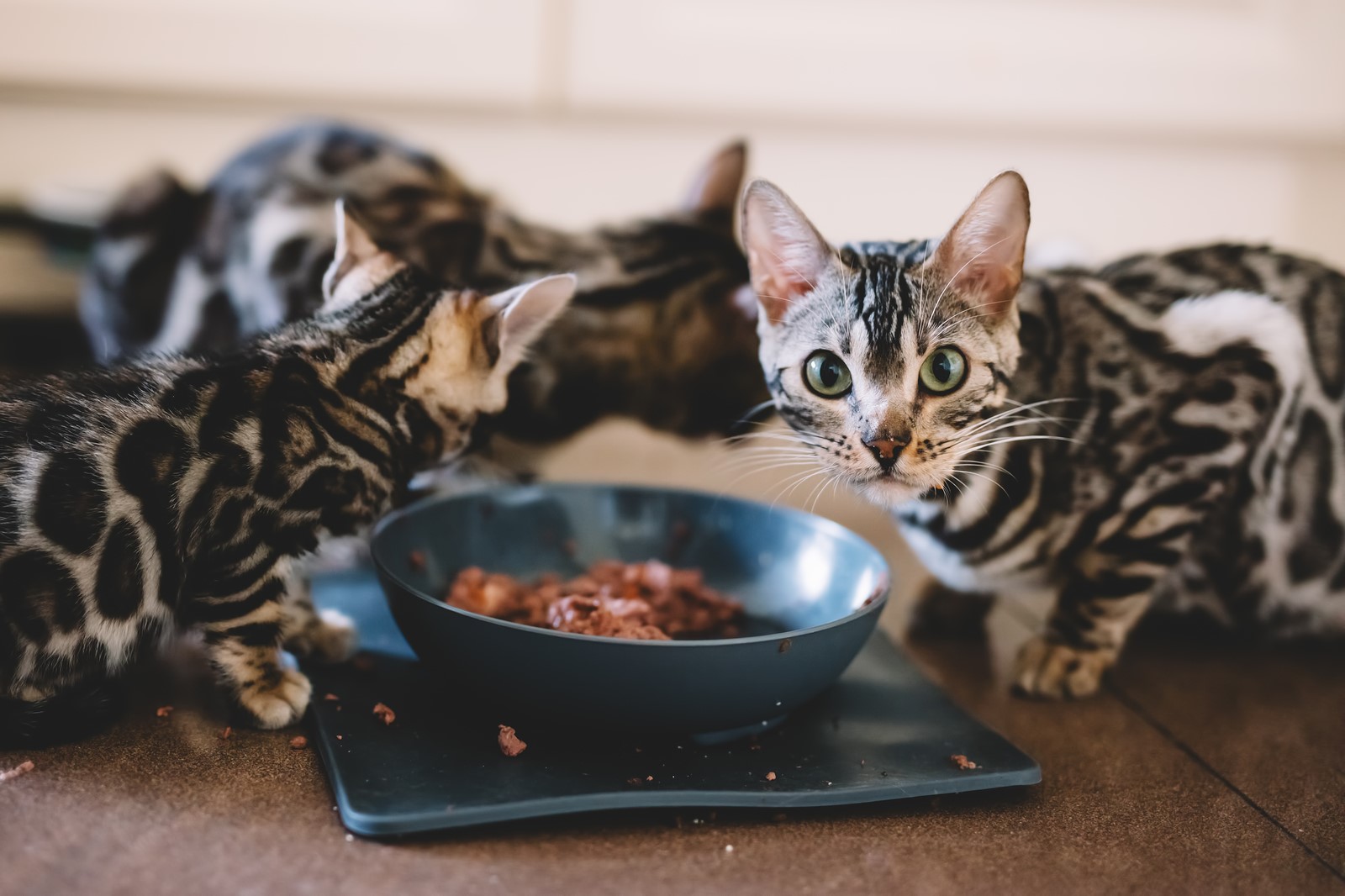 Dry Or Wet Cat Food: Which Is The Better Option?