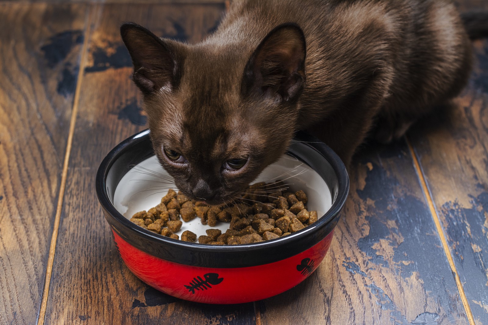 Dry Or Wet Cat Food: Which Is The Better Option?