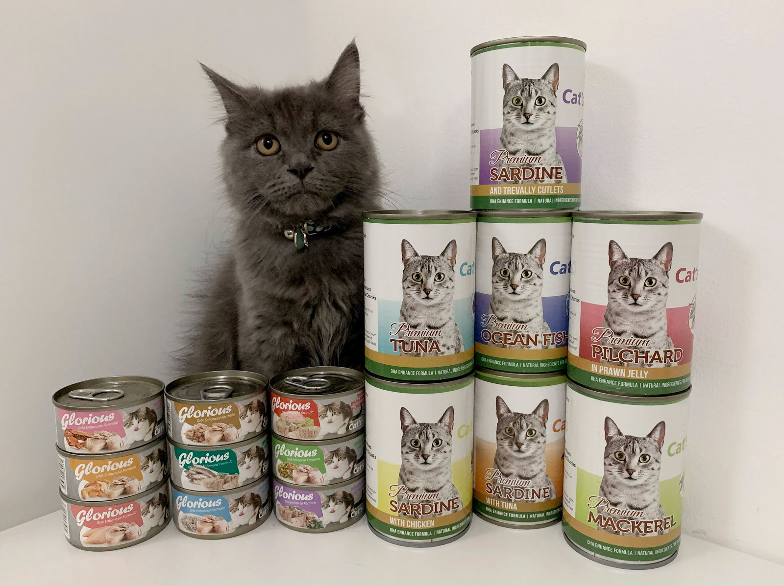 What Is A Balanced Nutritional Diet for Your Cat?