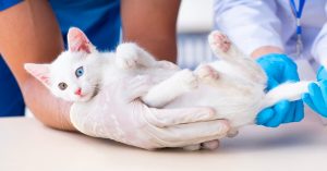 Cat Diarrhoea: Causes & Treatment Alternatives