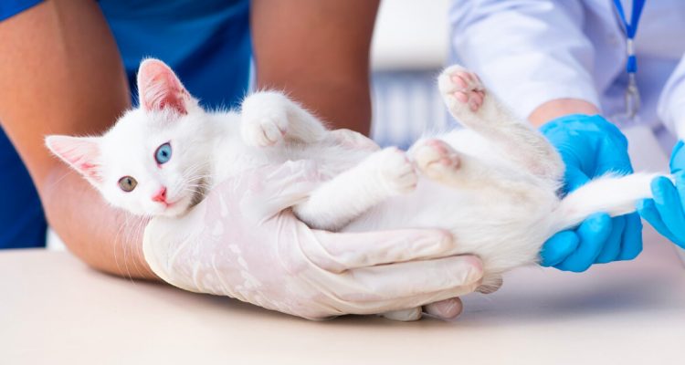 Cat Diarrhoea: Causes & Treatment Alternatives