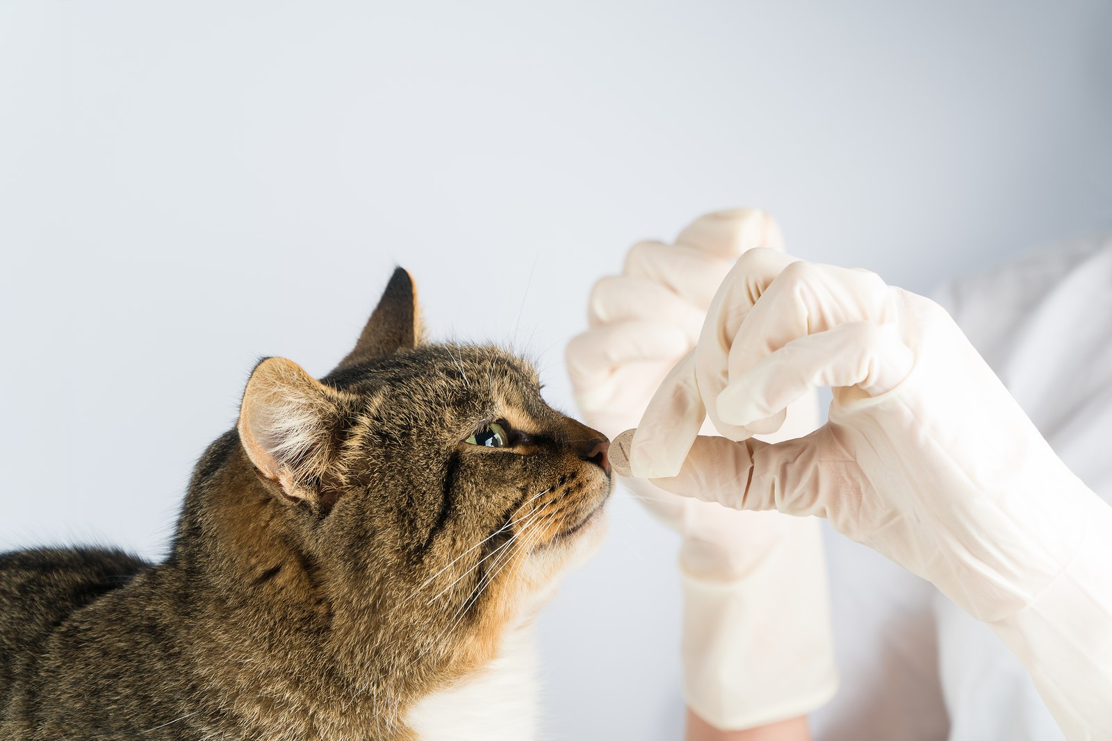 Cat Diarrhoea: Causes & Treatment Alternatives