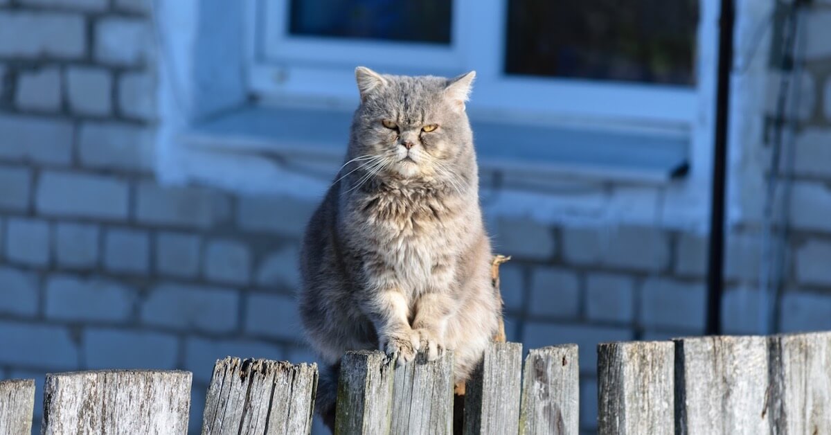 Cat Territorial Aggression: The Go-To Guide For Furparents