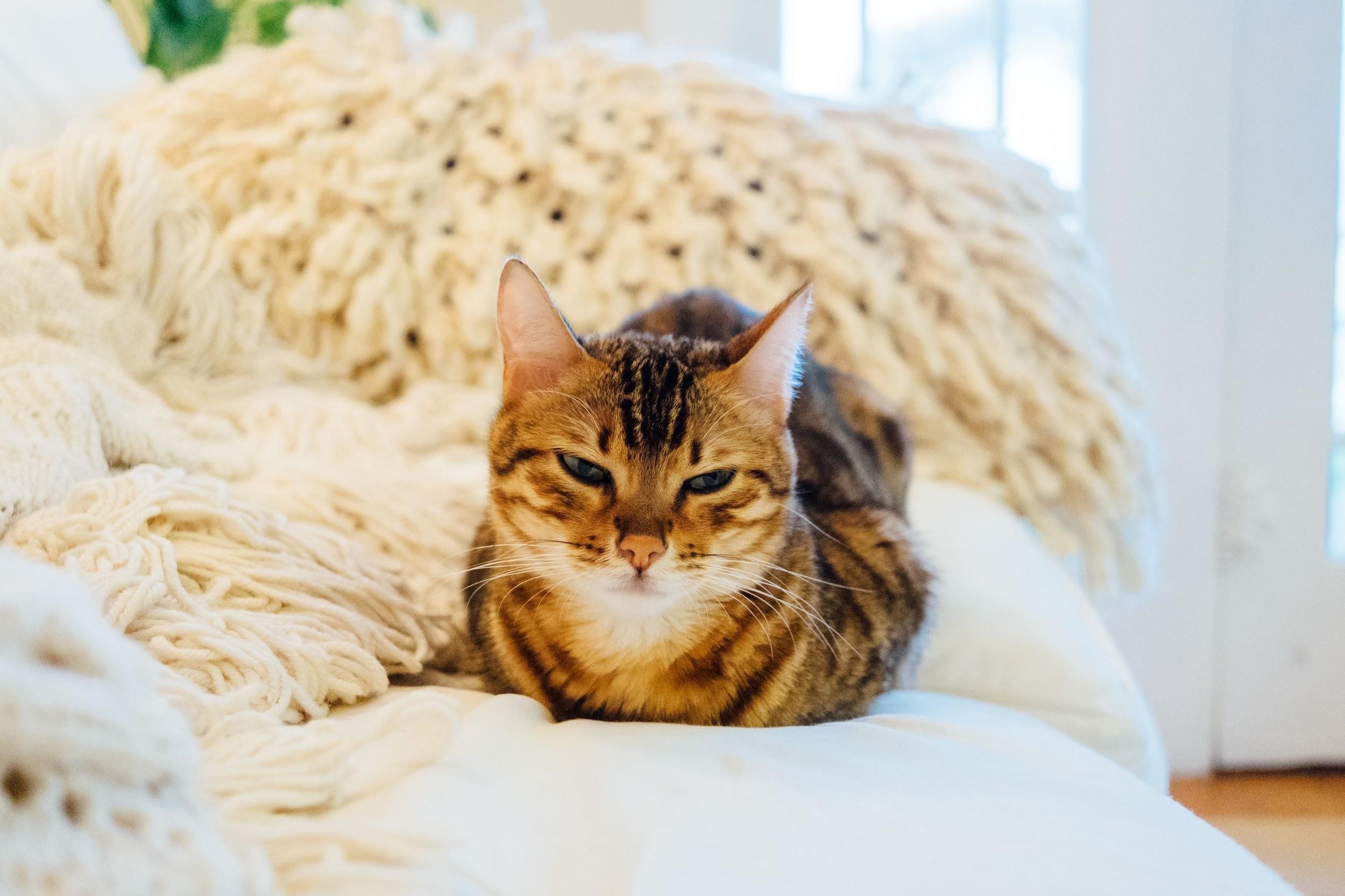 Cat Territorial Aggression: The Go-To Guide For Furparents
