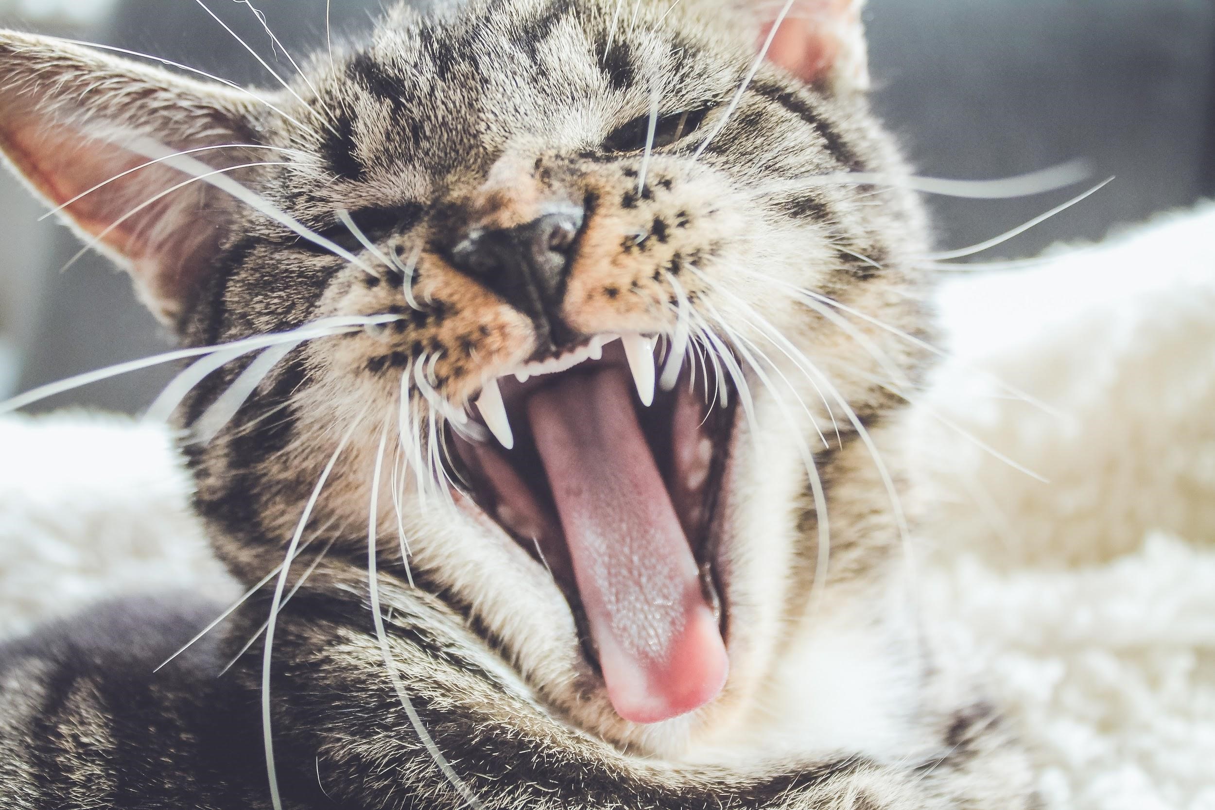 Cat Territorial Aggression: The Go-To Guide For Furparents