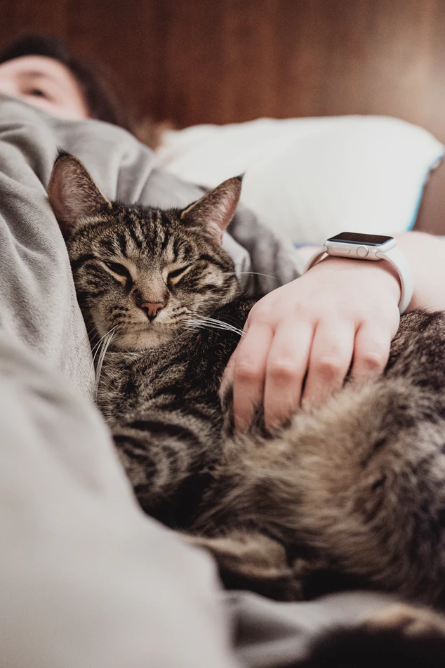 How to Read What Your Cat is Saying With Its Ears