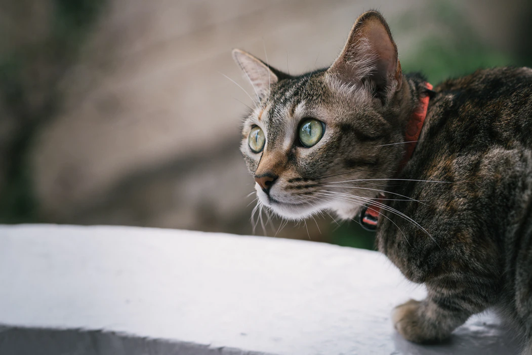 How to Read What Your Cat is Saying With Its Ears