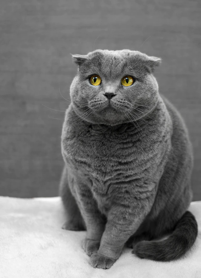 How to Read What Your Cat is Saying With Its Ears