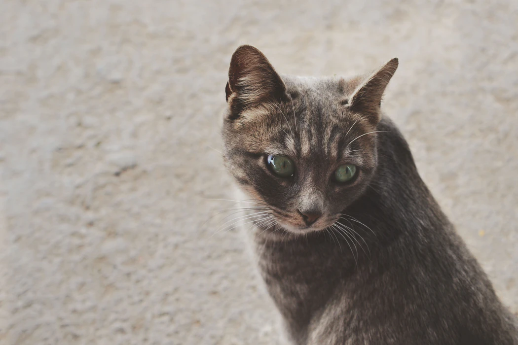How to Read What Your Cat is Saying With Its Ears