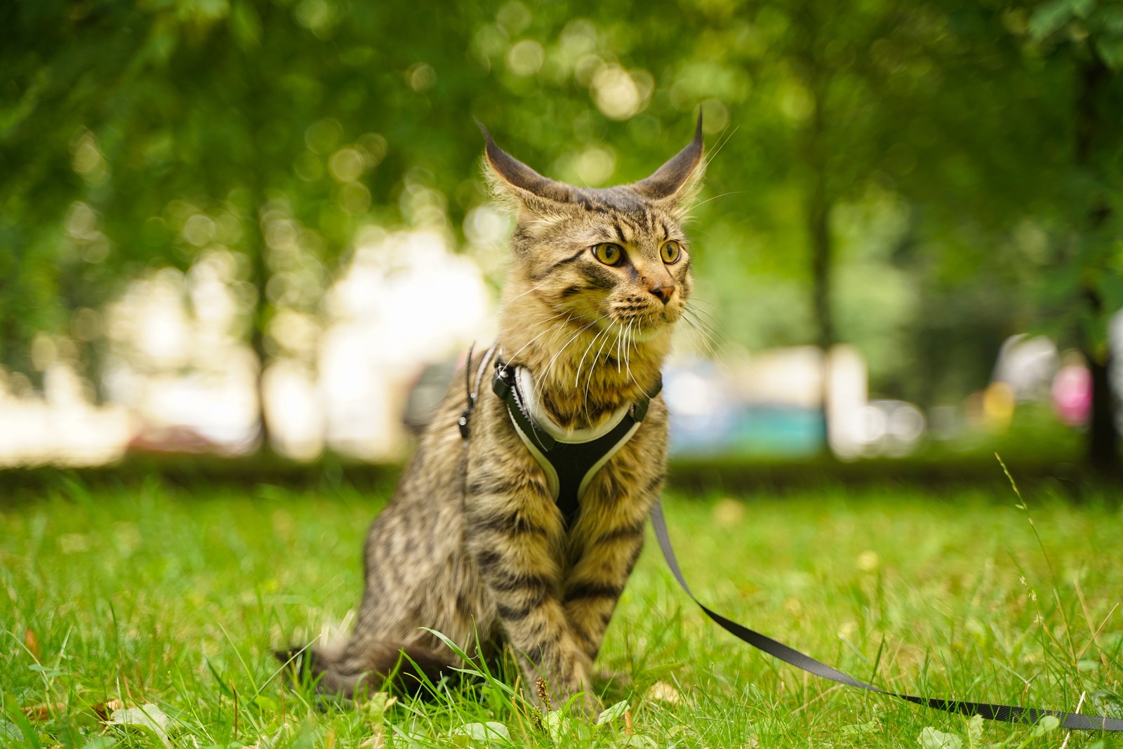 The Complete Guide For Leash Training Your Feline