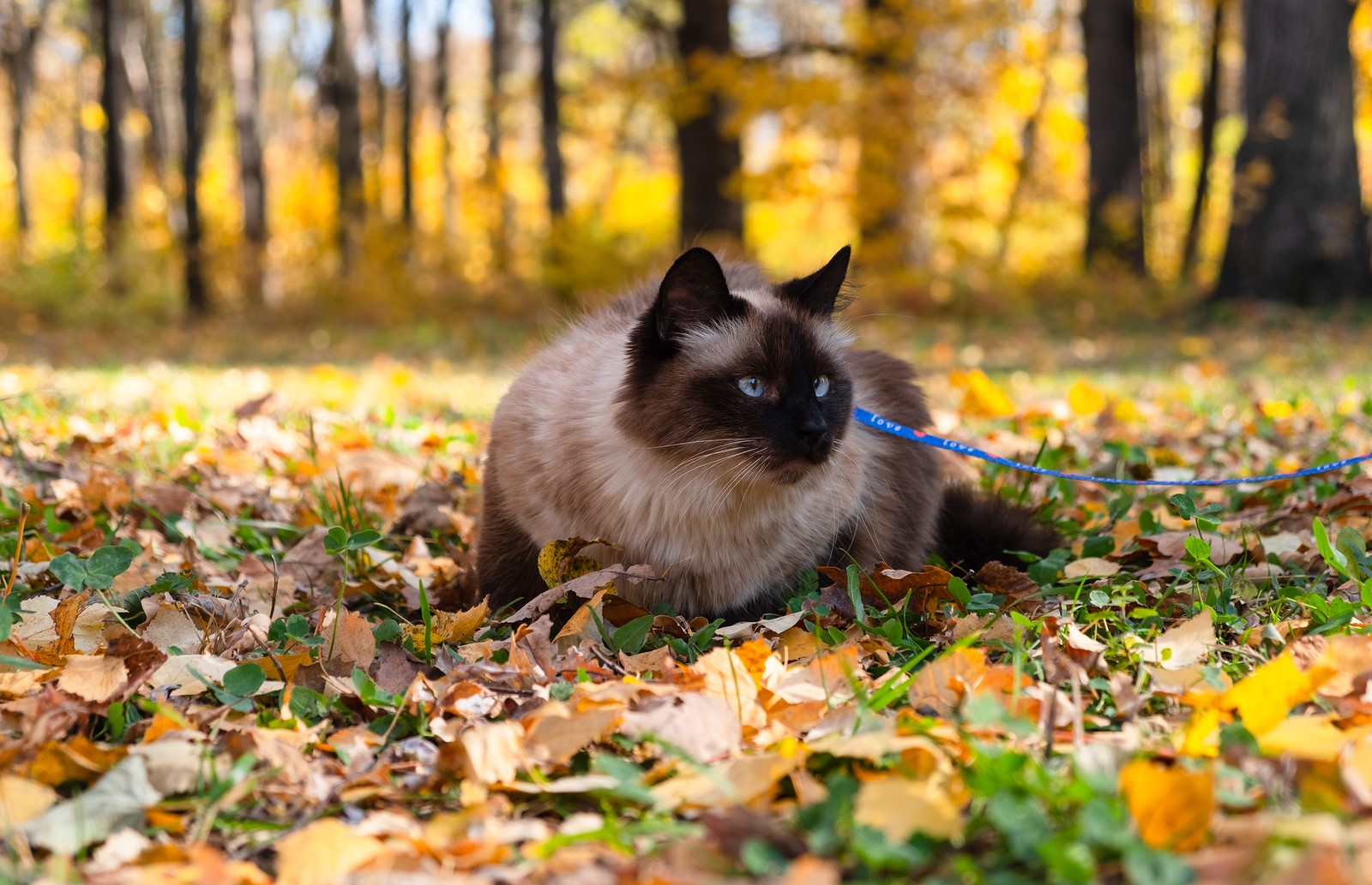 The Complete Guide For Leash Training Your Feline