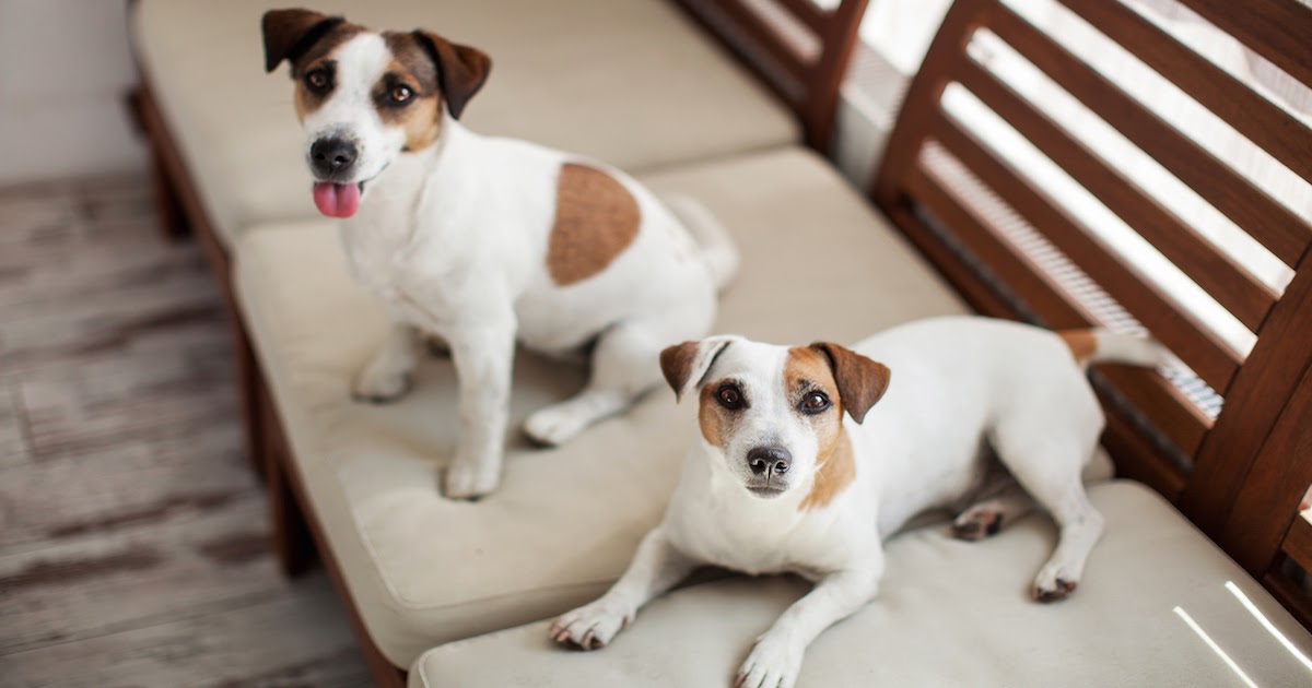 The More The Merrier: Why Two Dogs May Be Better Than One