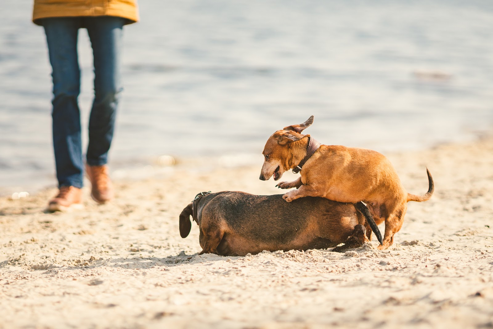 The More The Merrier: Why Two Dogs May Be Better Than One