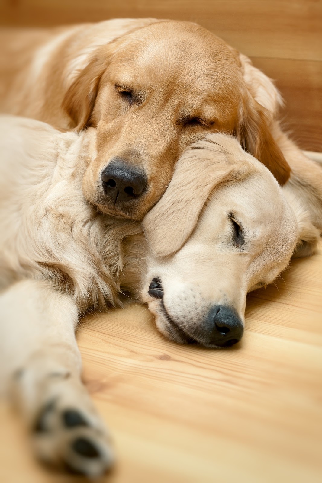 The More The Merrier: Why Two Dogs May Be Better Than One