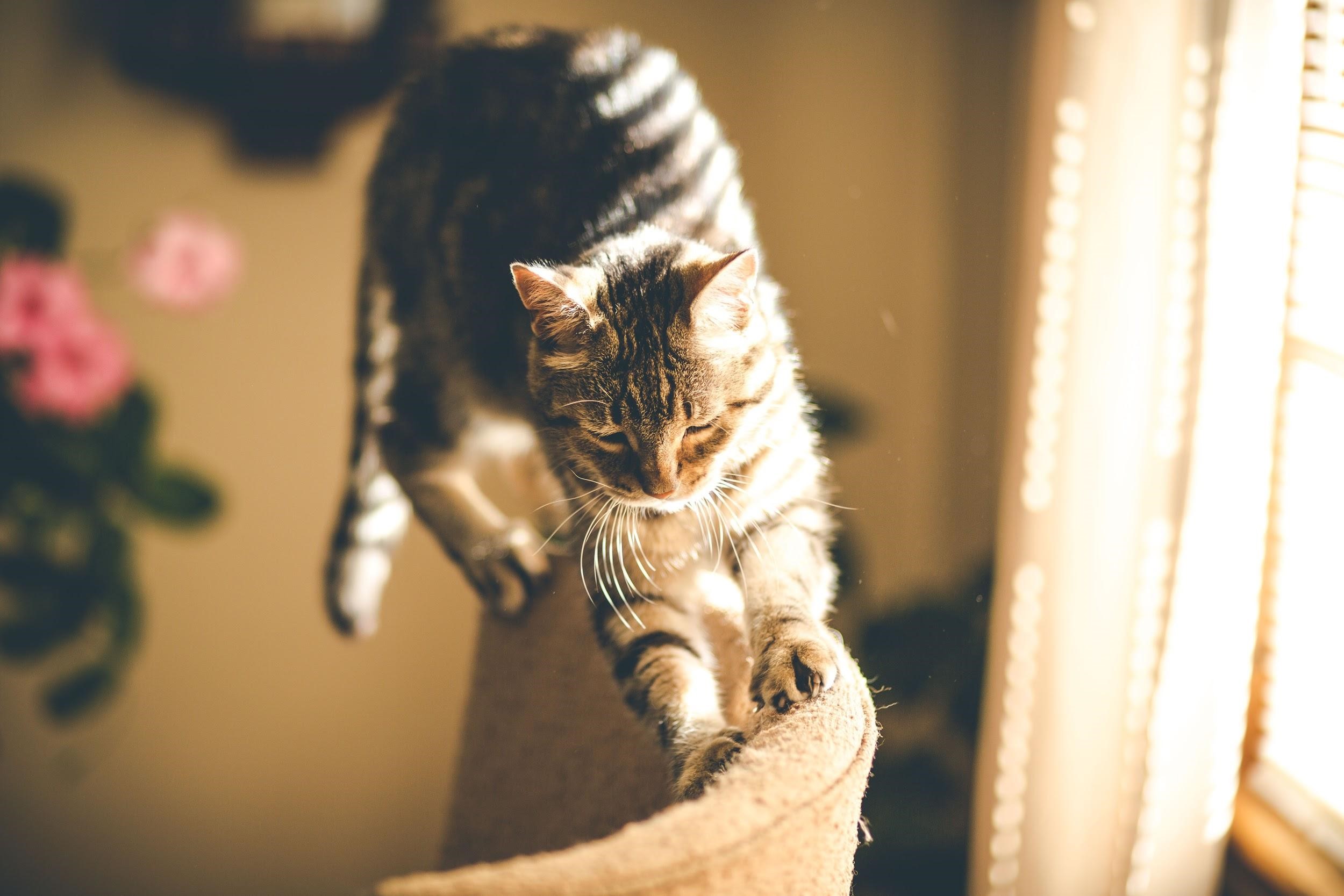 The Wondrous Catnip: 3 Reasons Why Kitties Love It