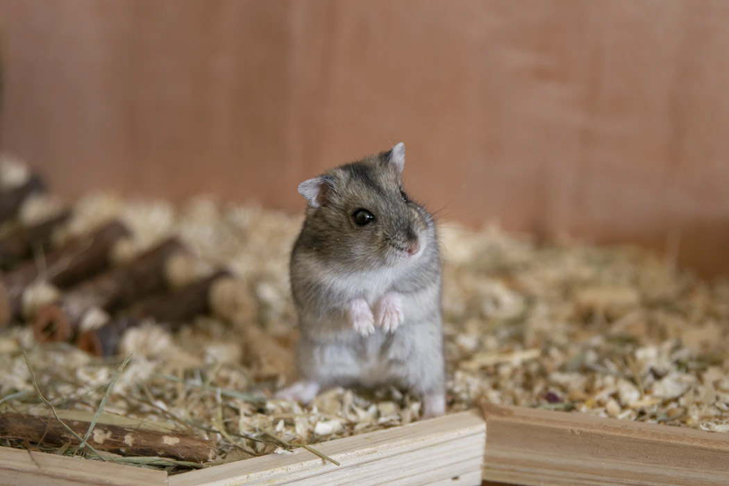 5 Facts You Never Knew About Caring For Hamsters