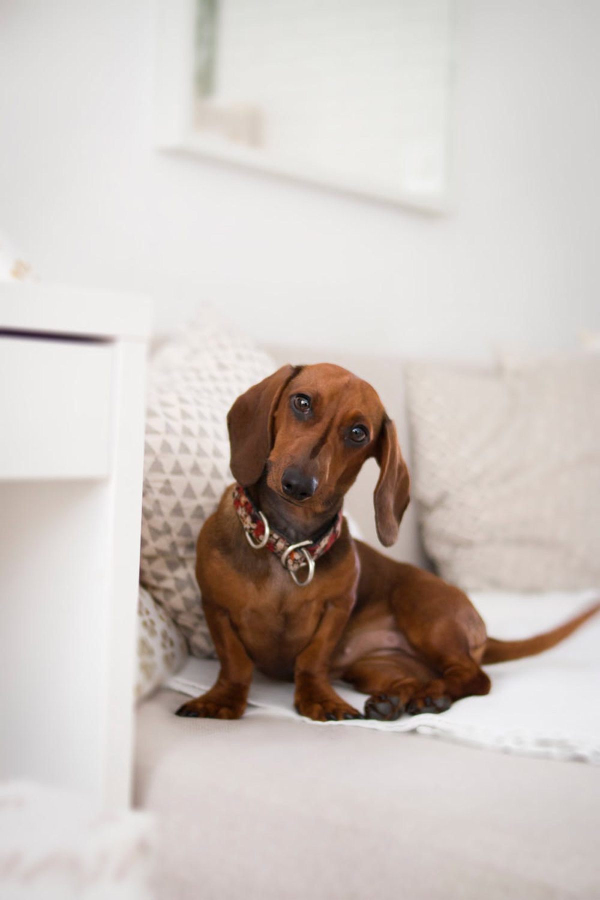 5 HDB-Approved Dog Breeds Which Provide Great Emotional Support