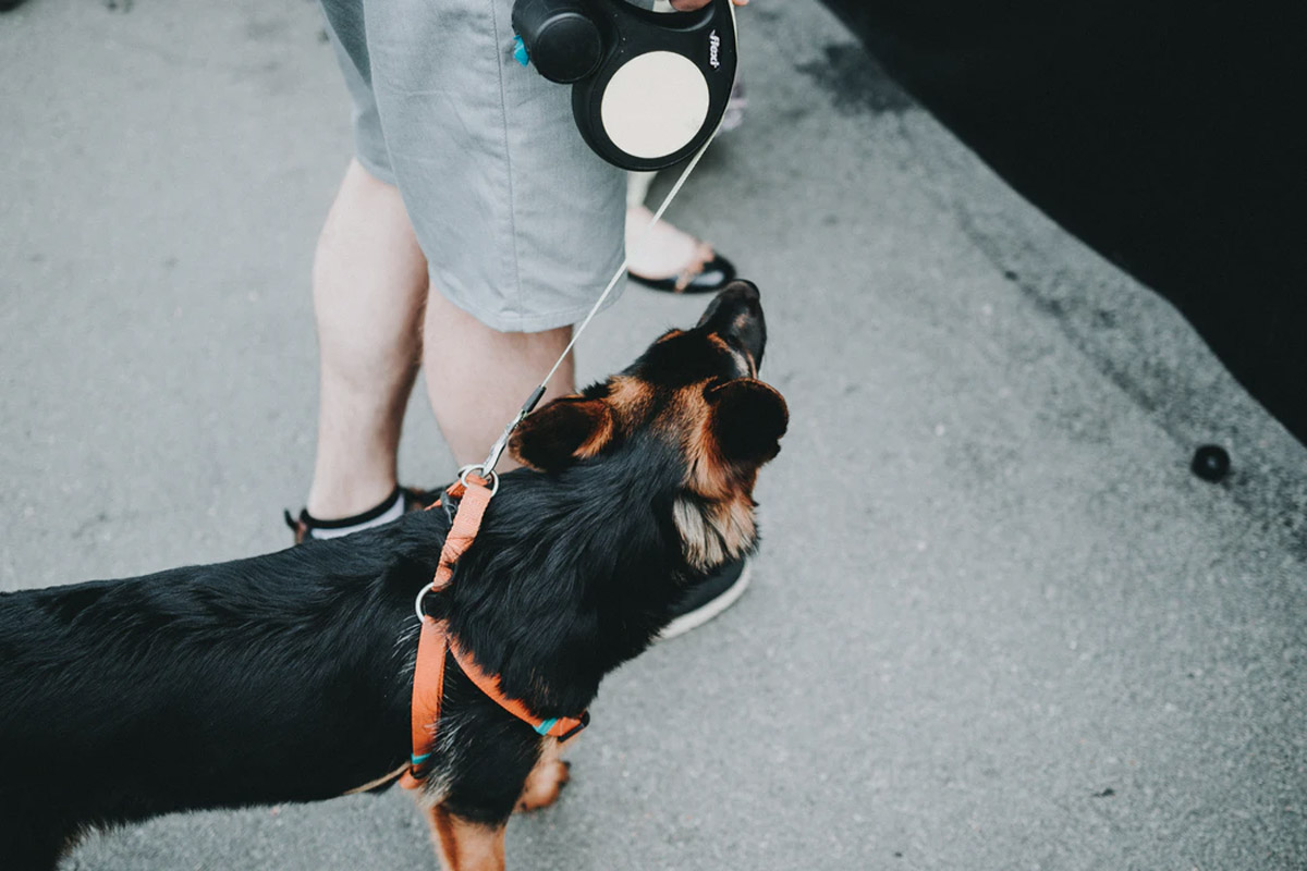 How to Choose the Right Leash for Your Dog?