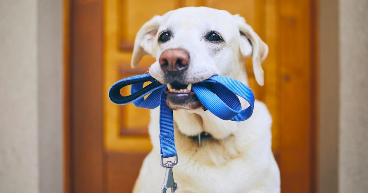 How to Choose the Right Leash for Your Dog?