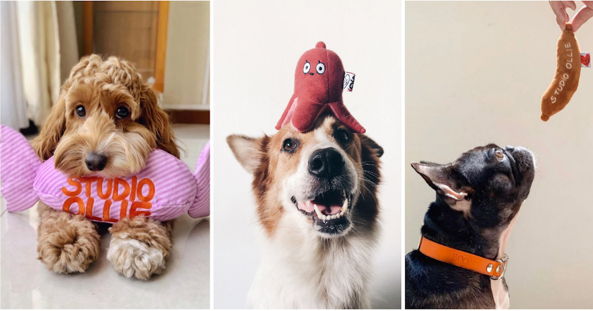 https://www.clubpets.com.sg/wp-content/uploads/2020/02/the-importance-of-nose-work-toys-from-woof-living-and-why-your-dog-needs-one-0.jpg