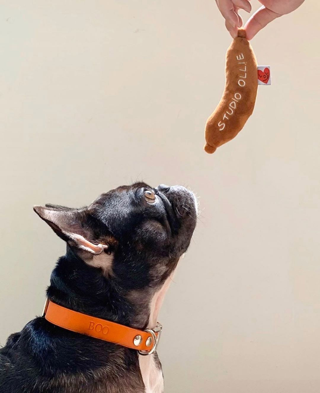 The Importance of Nose Work Toys from Woof Living & Why Your Dog Needs One