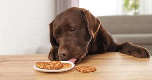 5 Common Ways Dogs Are Accidentally Poisoned