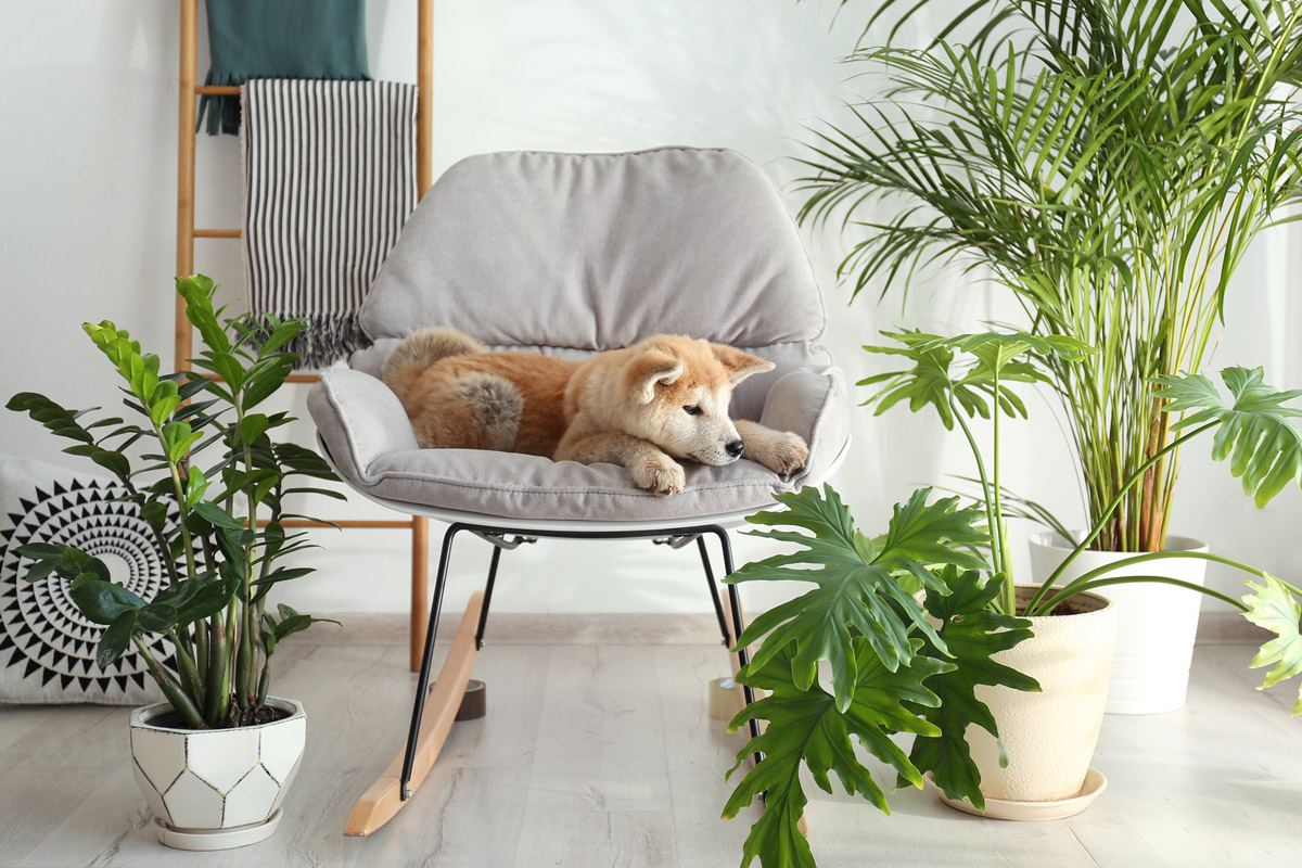 5 Common Ways Dogs Are Accidentally Poisoned