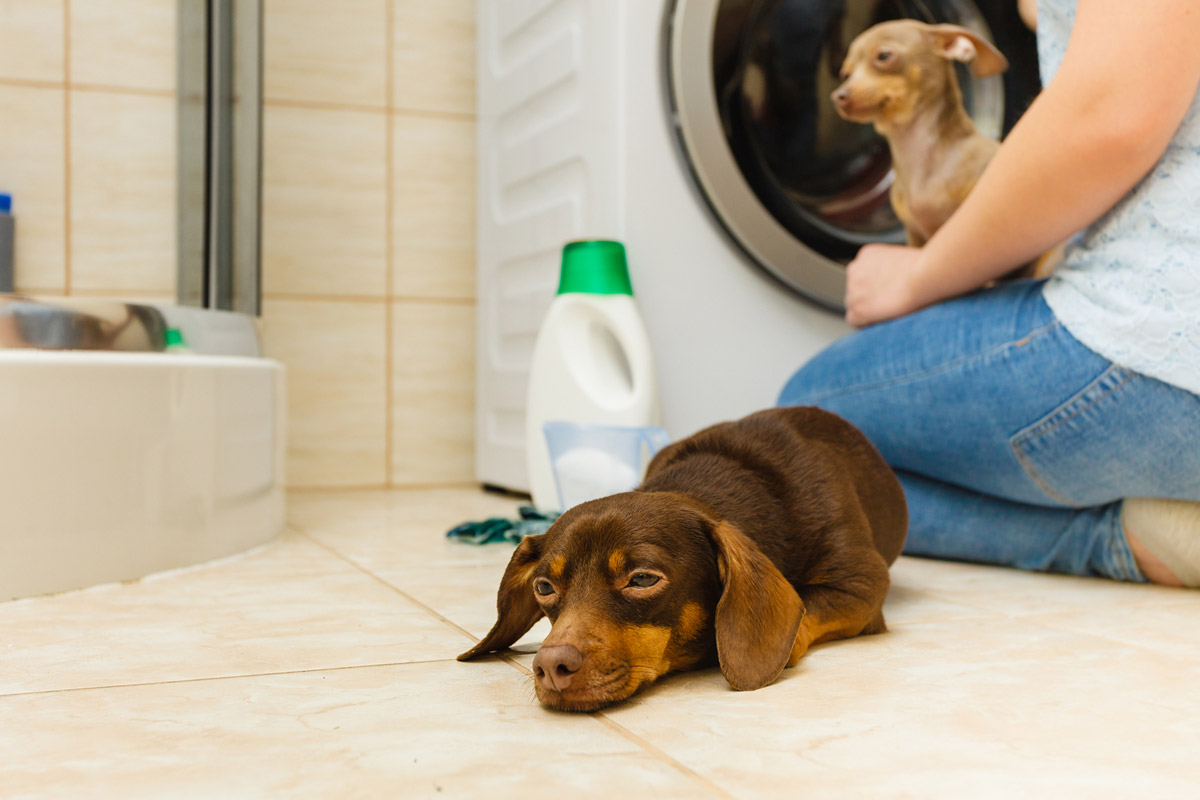 5 Common Ways Dogs Are Accidentally Poisoned