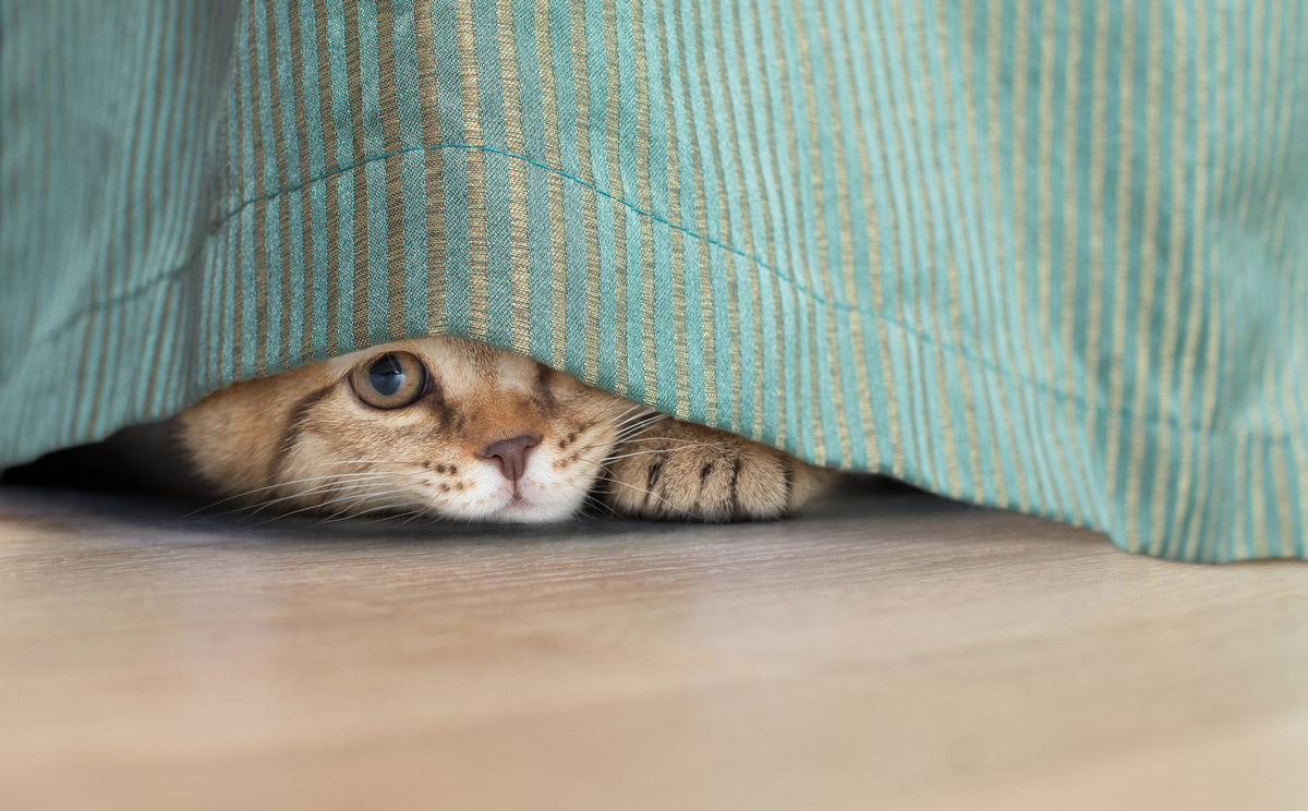 5 Different Types of Personalities Your Cat Might Have