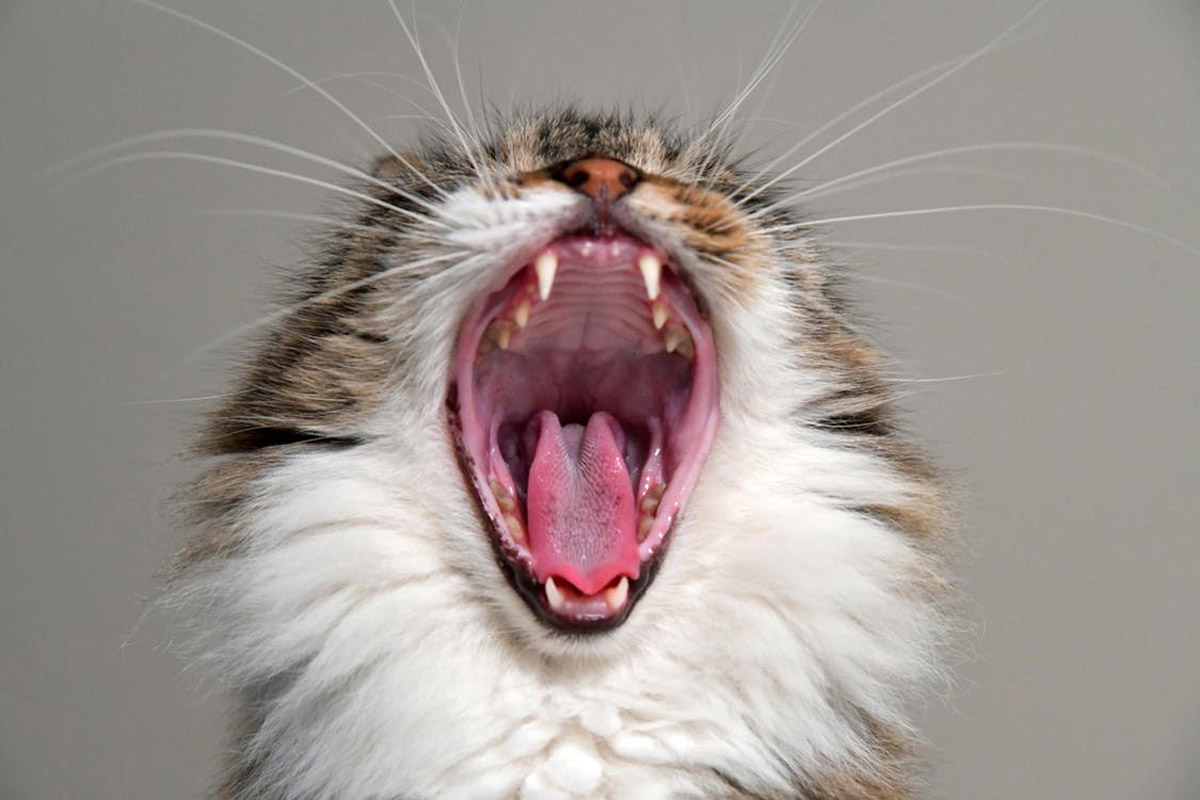 5 Tell-tale Signs of Ear Issues in Cats