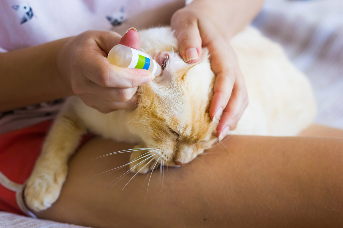 5 Tell-tale Signs of Ear Issues in Cats