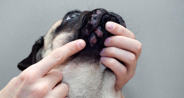 9 Common Skin Problems That Your Dog Or Cat Might Have