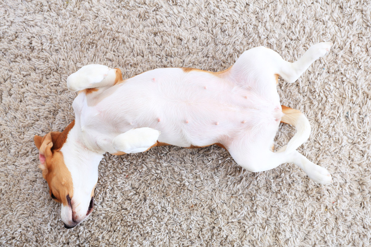 9 Common Skin Problems That Your Dog or Cat Might Have