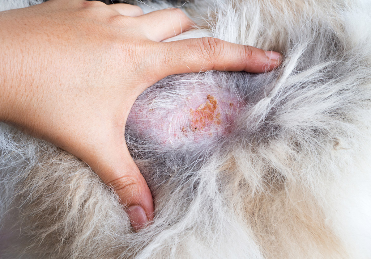 9 Common Skin Problems That Your Dog or Cat Might Have