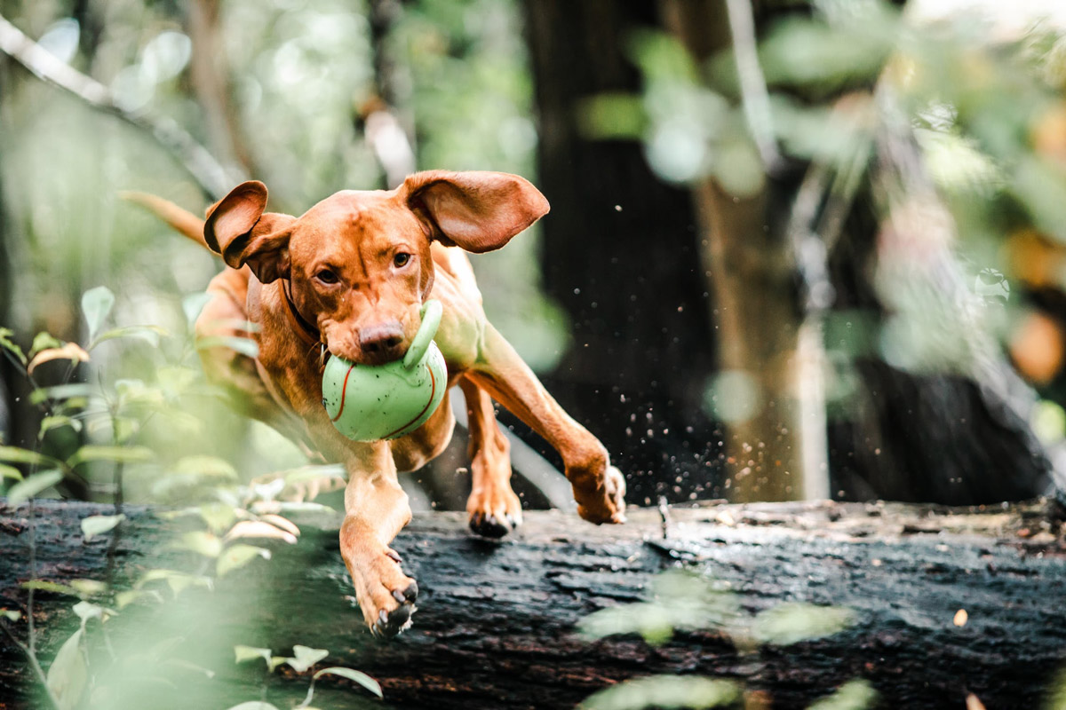 It’s Boarding Time: The Complete Packing Guide For Your Dog