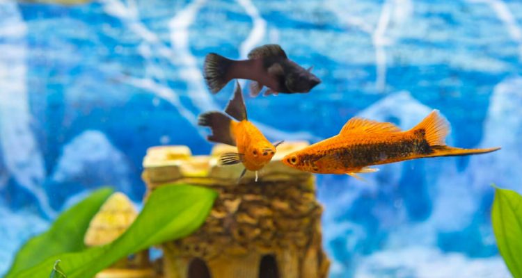 The Beginner’s Guide to Growing an Amazing Aquarium