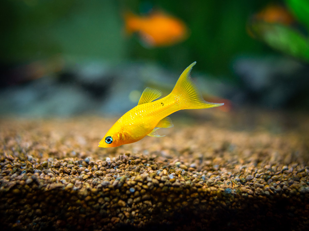 The Beginner's Guide to Growing an Amazing Aquarium