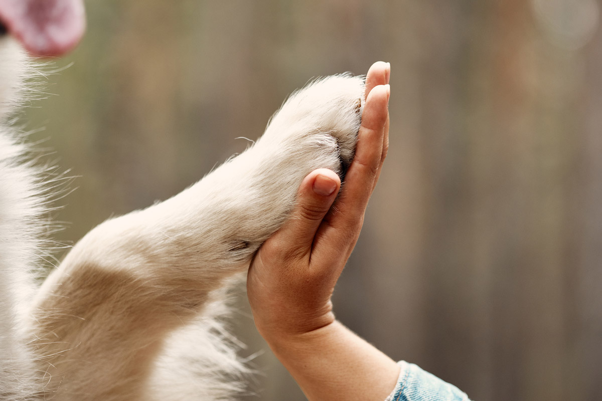 4 Surprising Similarities Between Dogs and Their Owners