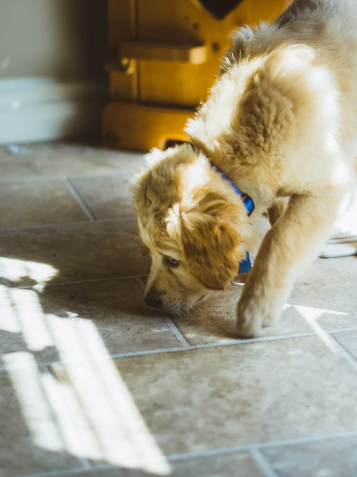 how do you entertain a puppy indoors