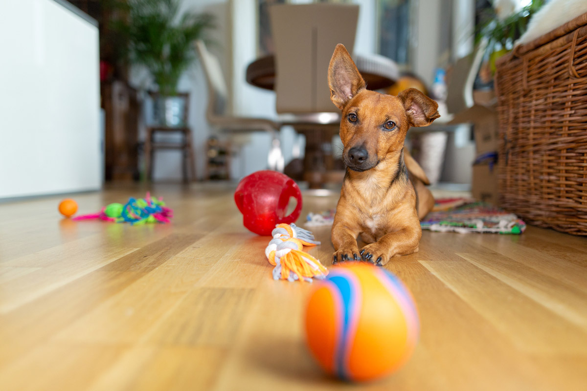 6 Ways to Entertain Your Dog Indoors