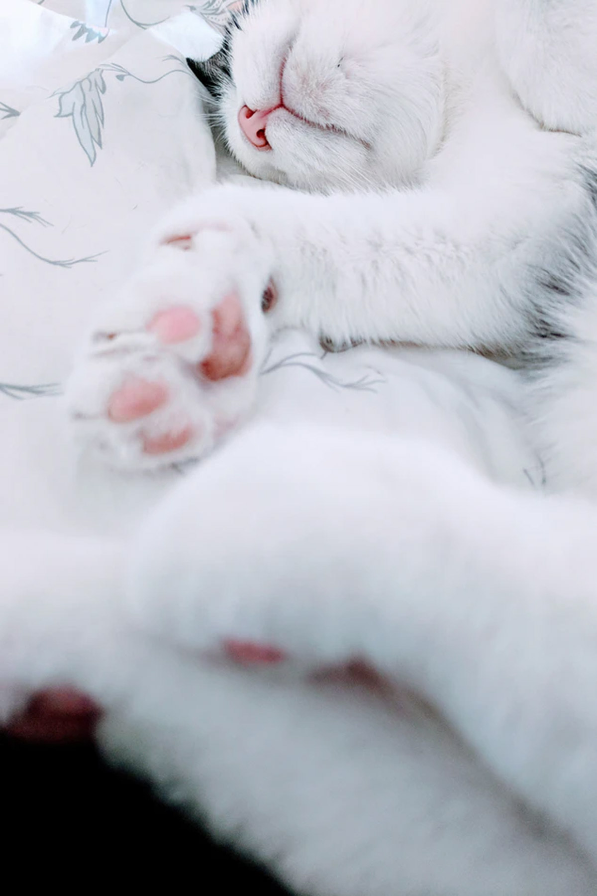 8 Ways to Keep Your Pet Cool In Hot, Humid Weather